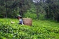 Tea plantation at the Cameron Highland, Malaysia Royalty Free Stock Photo