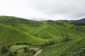 Tea Plantation, Cameron Highland, Malaysia Royalty Free Stock Photo