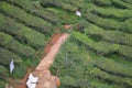 Tea Plantati In Cameron Highland