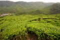 Tea Plantation, Cameron Highlands Royalty Free Stock Photo