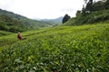 Tea Plantation at Cameron Highlands Royalty Free Stock Photo