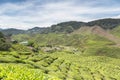 A tea plantation in the Cameron Highlands Royalty Free Stock Photo