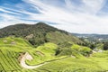 A tea plantation in the Cameron Highlands Royalty Free Stock Photo