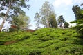 Tea plantation Cameron highlands, Malaysia Royalty Free Stock Photo