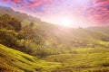 Tea plantation Cameron highlands, Malaysia Royalty Free Stock Photo