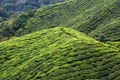 tea plantation, Cameron Highlands, Malaysia