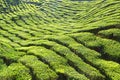 Tea plantation Cameron highlands, Malaysia Royalty Free Stock Photo