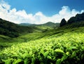 Tea plantation Cameron highlands