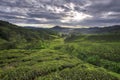 Tea plantation, Cameron Highlands, Malaysia