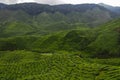 Tea Plantation, Cameron Highlands, Malaysia Royalty Free Stock Photo