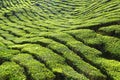 Tea plantation Cameron highlands, Malaysia Royalty Free Stock Photo