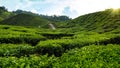 Tea plantation Cameron highlands, Malaysia