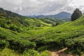 Tea Plantation, Cameron Highlands, Malaysia Royalty Free Stock Photo