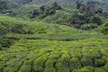 Tea Plantation, Cameron Highlands, Malaysia Royalty Free Stock Photo