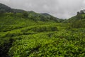 Tea Plantation, Cameron Highlands, Malaysia Royalty Free Stock Photo