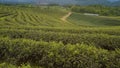 Tea plantation Cameron highlands Royalty Free Stock Photo