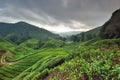 Tea Plantation, Cameron Highlands, Pahang