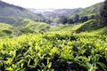 Tea Plantation, Cameron Highlands, Pahang