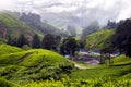 Tea Plantation, Cameron Highlands, Pahang