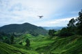 Tea Plantation at Cameron Highlands Royalty Free Stock Photo