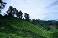 Tea Plantation at Cameron Highlands Royalty Free Stock Photo