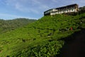 Tea Plantation Cameron Valley