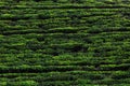 Tea plantation Royalty Free Stock Photo