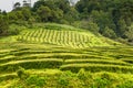 Tea Plantation at Cha Gorreana on Sao Miguel Island Royalty Free Stock Photo