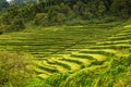 Tea Plantation at Cha Gorreana on Sao Miguel Island Royalty Free Stock Photo