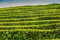 Tea Plantation at Cha Gorreana on Sao Miguel Island Royalty Free Stock Photo