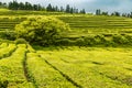 Tea Plantation at Cha Gorreana on Sao Miguel Island