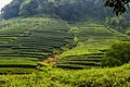 Tea plantation in China