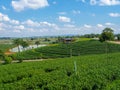 Tea Plantation at Choui Fong Tea Plantation, Chiang Rai, Thailand