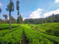 Tea plantation, ciwidey indonesia Royalty Free Stock Photo