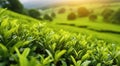 Tea plantation close up background after the rain. Generative AI Royalty Free Stock Photo