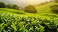 Tea plantation close up background after the rain. Generative AI Royalty Free Stock Photo