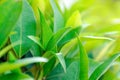 Tea plantation close up. Leaves on tea bush close up. Empty space for text. Royalty Free Stock Photo