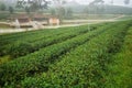 Tea plantation in the cold atmosphere in the morning