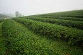 Tea plantation in the cold atmosphere in the morning