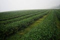 Tea plantation in the cold atmosphere in the morning