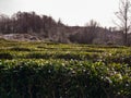 Tea plantation with cut tea bushes. Royalty Free Stock Photo