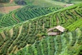 Tea plantation in the Doi Ang Khang, Chiang Mai, Thailand