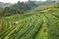 Tea plantation in the Doi Ang Khang, Chiang Mai, Thailand Royalty Free Stock Photo