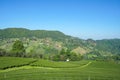 Tea plantation in Doi Mae Salong, Chiang Rai Thailand