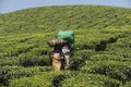 Tea Plantation farm Landscape Munnar Kerala India