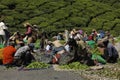 Tea Plantation farm Landscape Munnar Kerala India