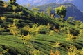 Tea plantation Royalty Free Stock Photo