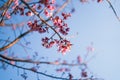 Spring blossom pink flowers Beautiful nature Spring blossom pink flowers Beautiful nature sunrise Royalty Free Stock Photo