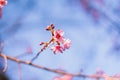 Spring blossom pink flowers Beautiful nature Spring blossom pink flowers Beautiful nature sunrise Royalty Free Stock Photo