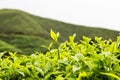 Tea plantation with focus on tea leaf shoots